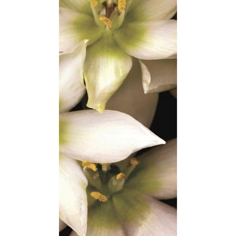Star of Bethlehem Triptych Black Modern Wood Framed Art Print by Levine, Andrew