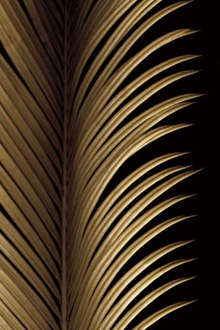 Tropical Leaf Study I Black Ornate Wood Framed Art Print with Double Matting by Levine, Andrew