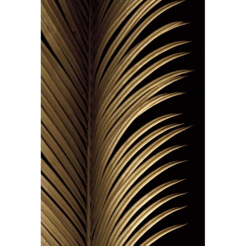Tropical Leaf Study I Black Modern Wood Framed Art Print with Double Matting by Levine, Andrew