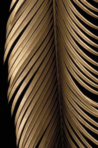 Tropical Leaf Study II White Modern Wood Framed Art Print with Double Matting by Levine, Andrew