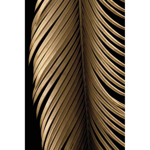 Tropical Leaf Study II Black Modern Wood Framed Art Print by Levine, Andrew