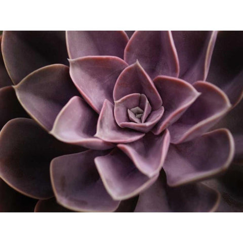 Echeveria I White Modern Wood Framed Art Print by Levine, Andrew