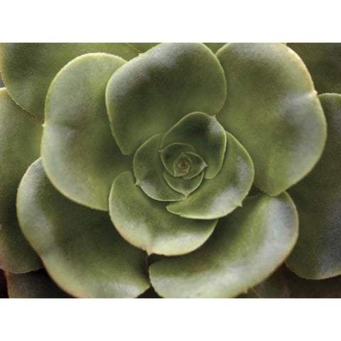 Echeveria II White Modern Wood Framed Art Print by Levine, Andrew