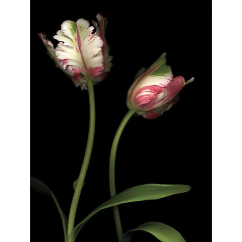 Parrot Tulips I Black Modern Wood Framed Art Print by Levine, Andrew