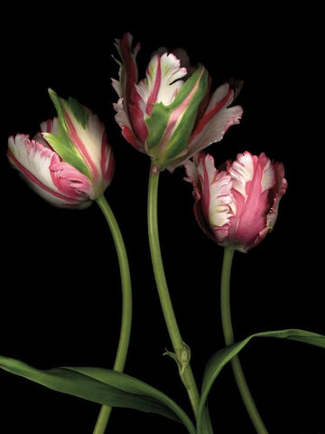 Parrot Tulips II Black Ornate Wood Framed Art Print with Double Matting by Levine, Andrew