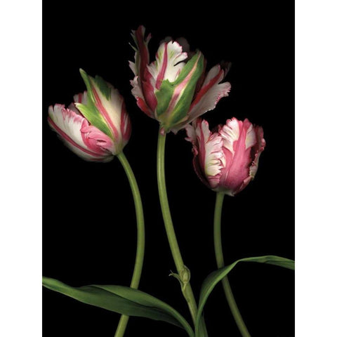 Parrot Tulips II Black Modern Wood Framed Art Print with Double Matting by Levine, Andrew