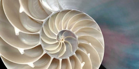 Nautilus White Modern Wood Framed Art Print with Double Matting by Levine, Andrew