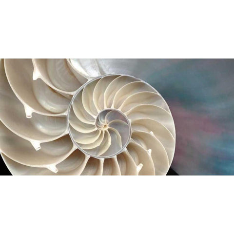 Nautilus Black Modern Wood Framed Art Print with Double Matting by Levine, Andrew