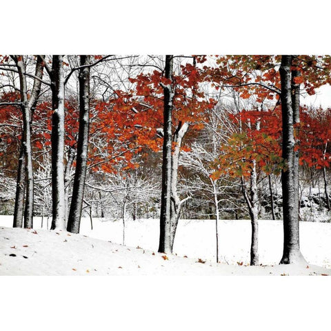 SnowFall White Modern Wood Framed Art Print by Lieberman , Burney