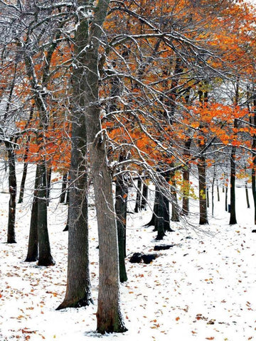 SnowFall II Black Ornate Wood Framed Art Print with Double Matting by Lieberman , Burney