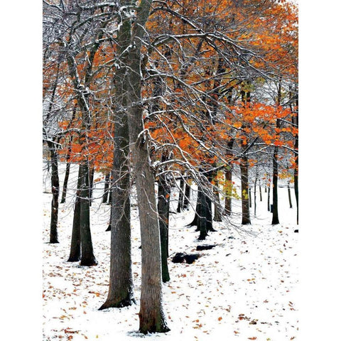 SnowFall II Black Modern Wood Framed Art Print with Double Matting by Lieberman , Burney