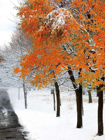 SnowFall III White Modern Wood Framed Art Print with Double Matting by Lieberman , Burney