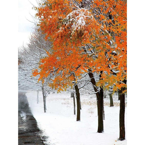 SnowFall III White Modern Wood Framed Art Print by Lieberman , Burney