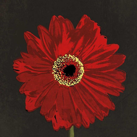 Midnight Gerbera III Black Modern Wood Framed Art Print with Double Matting by Lacie, Robert