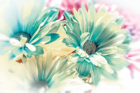 Colored Stars Black Ornate Wood Framed Art Print with Double Matting by Marie, Dina