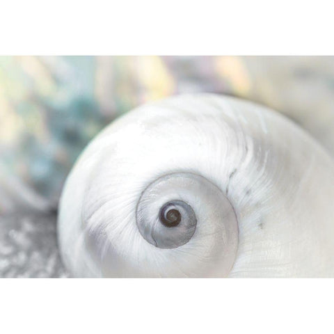 Pearl Lite Seashell Black Modern Wood Framed Art Print by Marie, Dina