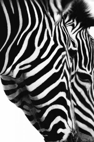 Partners In Crime White Modern Wood Framed Art Print with Double Matting by Marie, Dina