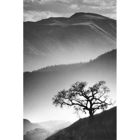 Black Oak Black Modern Wood Framed Art Print by Miele, Jean