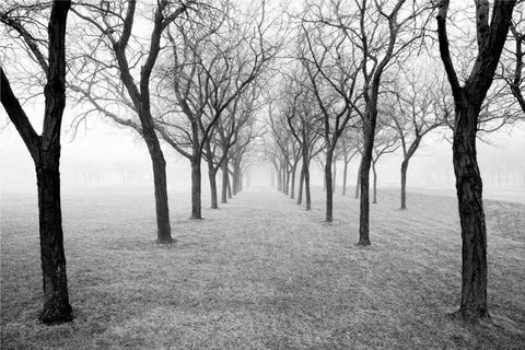 Tunnel of Trees Black Ornate Wood Framed Art Print with Double Matting by Nagler, Monte