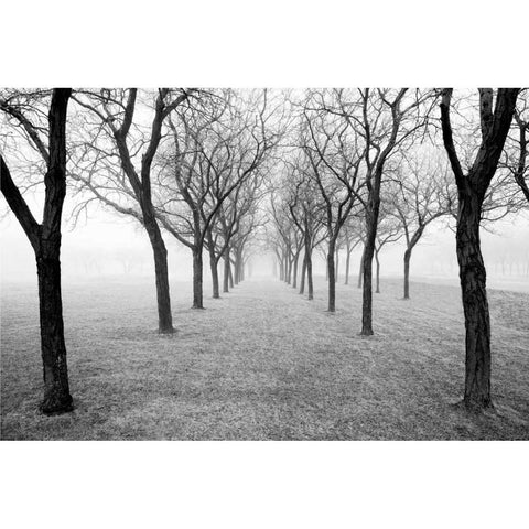 Tunnel of Trees Gold Ornate Wood Framed Art Print with Double Matting by Nagler, Monte
