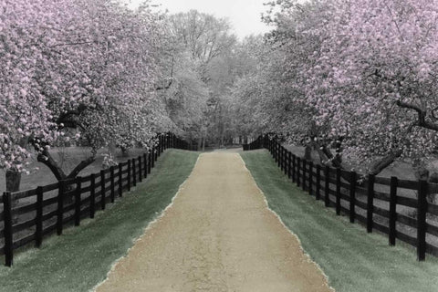 Apple Blossom Lane Black Ornate Wood Framed Art Print with Double Matting by Nagler, Monte