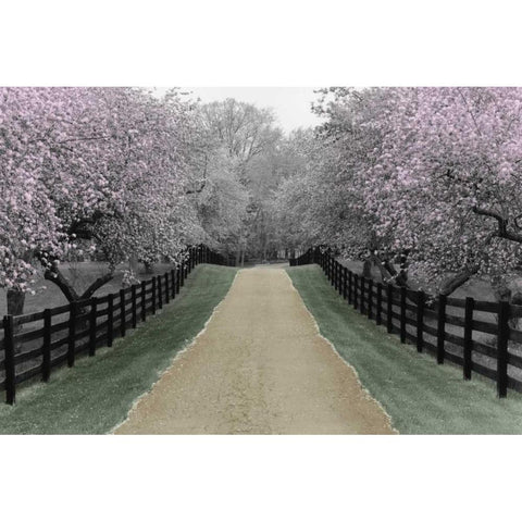 Apple Blossom Lane Gold Ornate Wood Framed Art Print with Double Matting by Nagler, Monte
