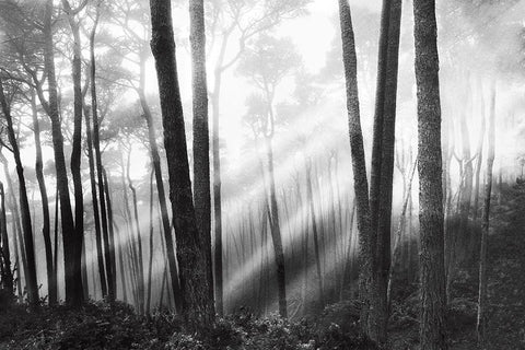 Mystical Forest and Sunbeams Black Ornate Wood Framed Art Print with Double Matting by Nagler, Monte