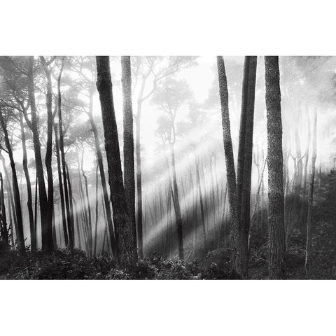 Mystical Forest and Sunbeams Black Modern Wood Framed Art Print with Double Matting by Nagler, Monte