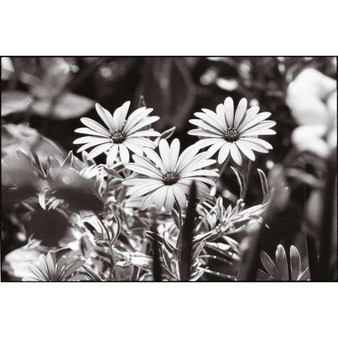 Americana Black Modern Wood Framed Art Print by OMara, James