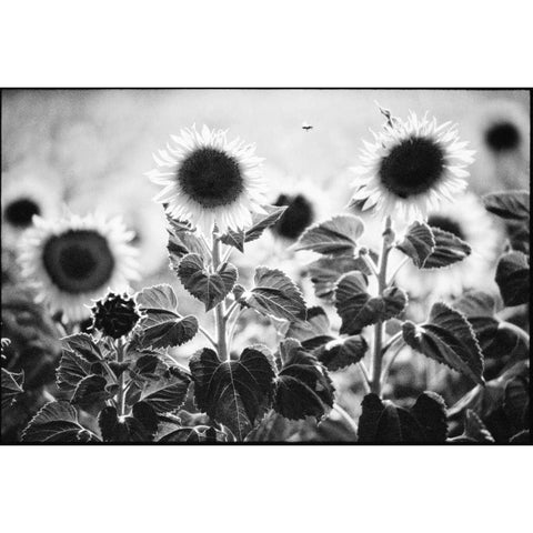 Provence Black Modern Wood Framed Art Print with Double Matting by OMara, James