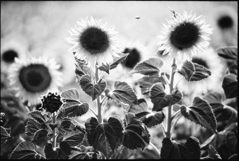 Provence Black Ornate Wood Framed Art Print with Double Matting by OMara, James