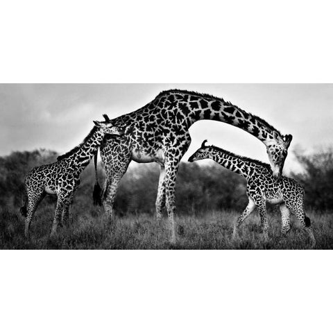 Giraffe Family Black Modern Wood Framed Art Print by Ortega, Xavier