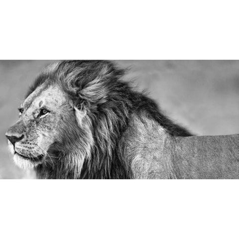 Lion Eyes Black Modern Wood Framed Art Print with Double Matting by Ortega, Xavier