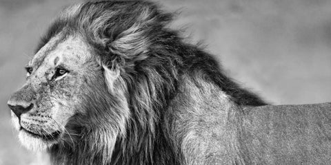 Lion Eyes White Modern Wood Framed Art Print with Double Matting by Ortega, Xavier