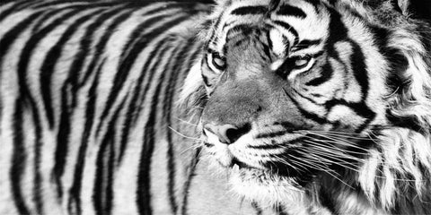 Tiger Eyes White Modern Wood Framed Art Print with Double Matting by Ortega, Xavier