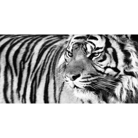 Tiger Eyes Gold Ornate Wood Framed Art Print with Double Matting by Ortega, Xavier