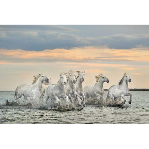 Camargue Horses - France Black Modern Wood Framed Art Print by Ortega, Xavier