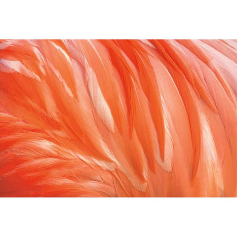 Danza de la Pluma White Modern Wood Framed Art Print by Ortega, Xavier