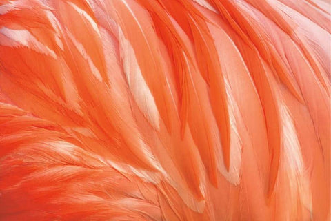 Danza de la Pluma Black Ornate Wood Framed Art Print with Double Matting by Ortega, Xavier