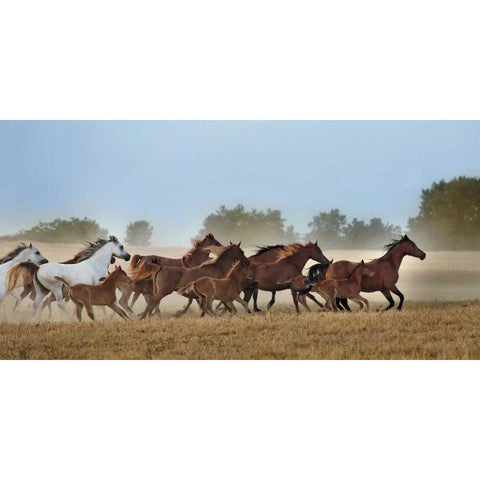 Freedom White Modern Wood Framed Art Print by Ortega, Xavier