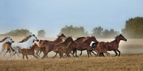 Freedom White Modern Wood Framed Art Print with Double Matting by Ortega, Xavier