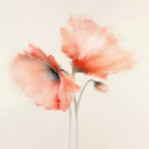 Pink Chiffon I White Modern Wood Framed Art Print by Prior, J.P.