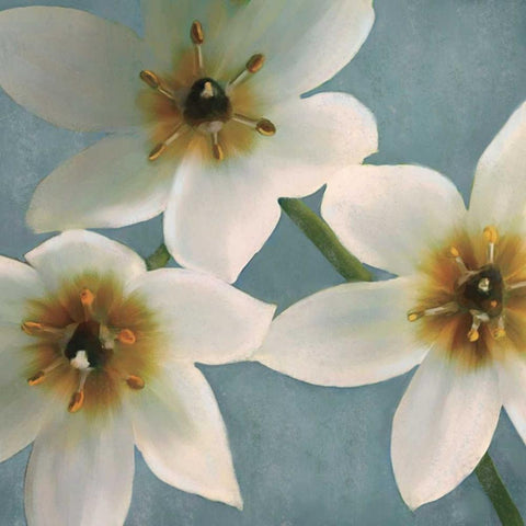Lily Parfait I Black Modern Wood Framed Art Print with Double Matting by Pahl, Janel