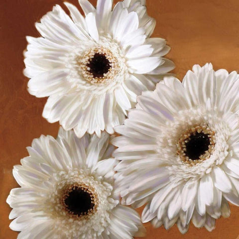 Gerber Delight II White Modern Wood Framed Art Print by Pahl, Janel