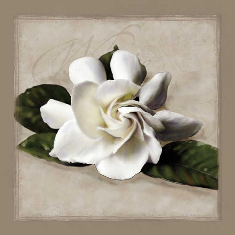 Botanical Gardenia White Modern Wood Framed Art Print with Double Matting by Pahl, Janel