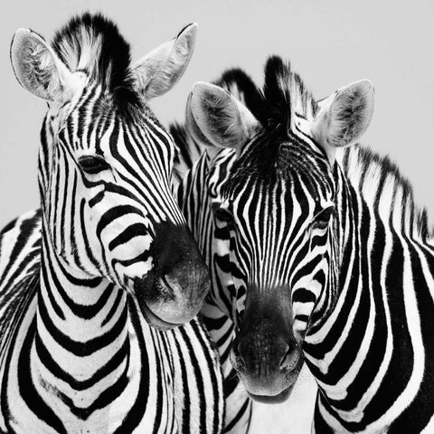 Namibia Zebras Black Ornate Wood Framed Art Print with Double Matting by Papiorek, Nina