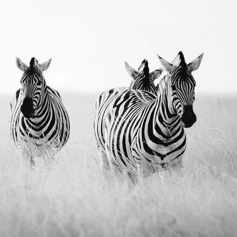 Rendezvous I Black Ornate Wood Framed Art Print with Double Matting by Papiorek, Nina