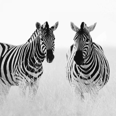 Rendezvous II Black Modern Wood Framed Art Print by Papiorek, Nina