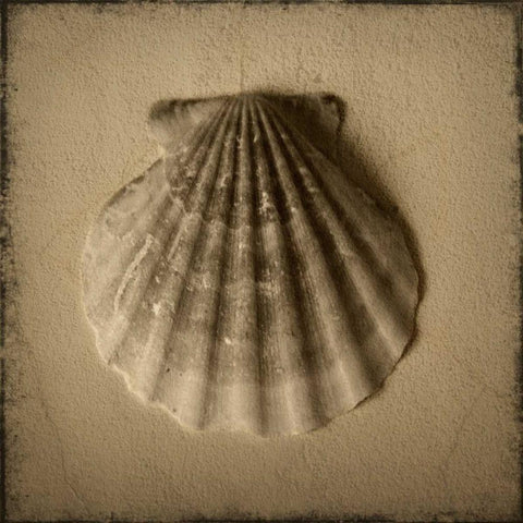 Seashell Study I White Modern Wood Framed Art Print by Heather Jacks