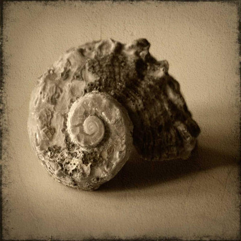 Seashell Study II Black Modern Wood Framed Art Print by Heather Jacks